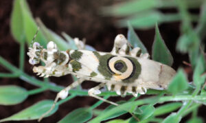 10 Stunning African Creepy Crawlers You Need to Know About