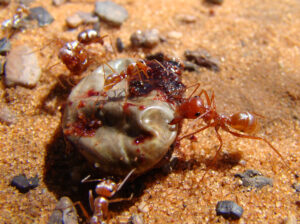 10 Stunning African Creepy Crawlers You Need to Know About