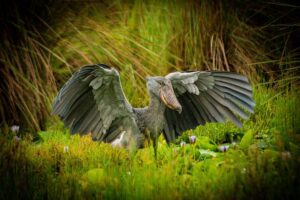 What Eats Frogs, Birds, Snakes, and Lizards? 
