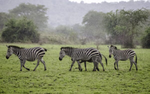 Do Zebras Eat Other Animals? The Truth Will Surprise You