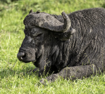 Lake Mburo Wildlife Safari Booking: The Conclusive Guide