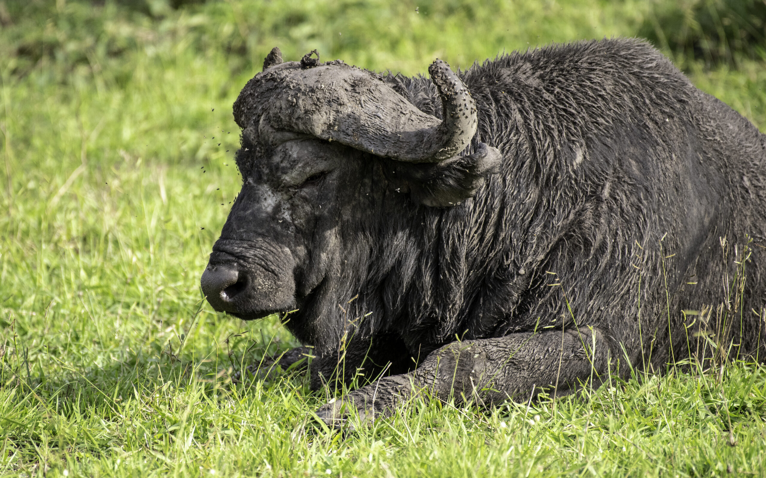 Lake Mburo Wildlife Safari Booking: The Conclusive Guide Lake Mburo Wildlife Safari Booking: The Conclusive Guide