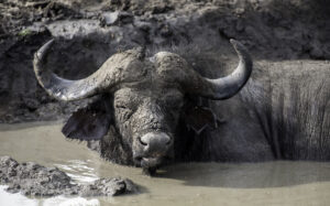 Lake Mburo Safari Cost: Complete 2026 Guide to Budget
