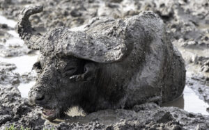 Cape Buffalo vs Water Buffalo: 10 Key Differences Explained