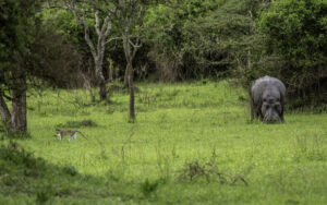 How Fast Can a Hippo Run? Speed, Distance, and Survival