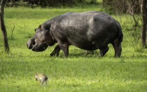 What Animal Kills the Most Humans in Africa? What Animal Kills the Most Humans in Africa?