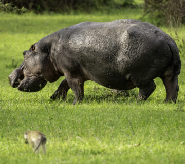 7 Wild Facts About Hippo Milk You Probably Did not Know