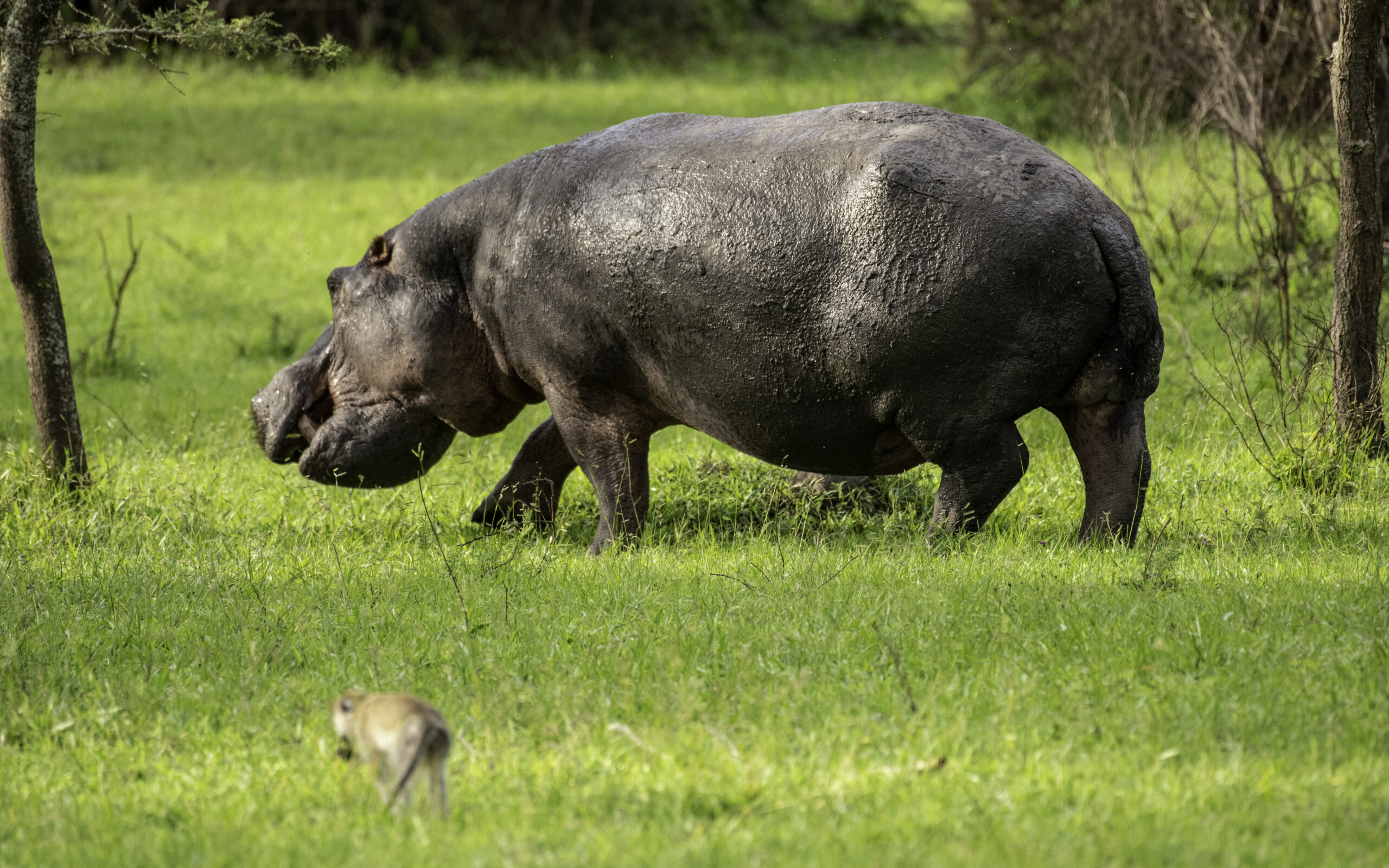 7 Wild Facts About Hippo Milk You Probably Did not Know