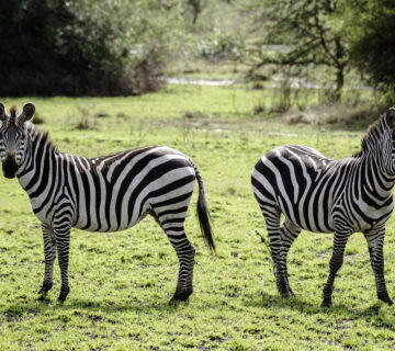 Bwindi & Lake Mburo Safari Package: The Perfect Uganda