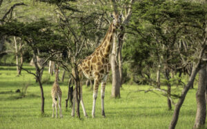 What Is a Group of Giraffes Called? The Fascinating Meaning