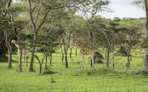 What Is a Group of Giraffes Called? The Fascinating Meaning