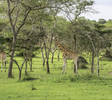 The Acacia Tree’s Deadly Defense Will Shock You: