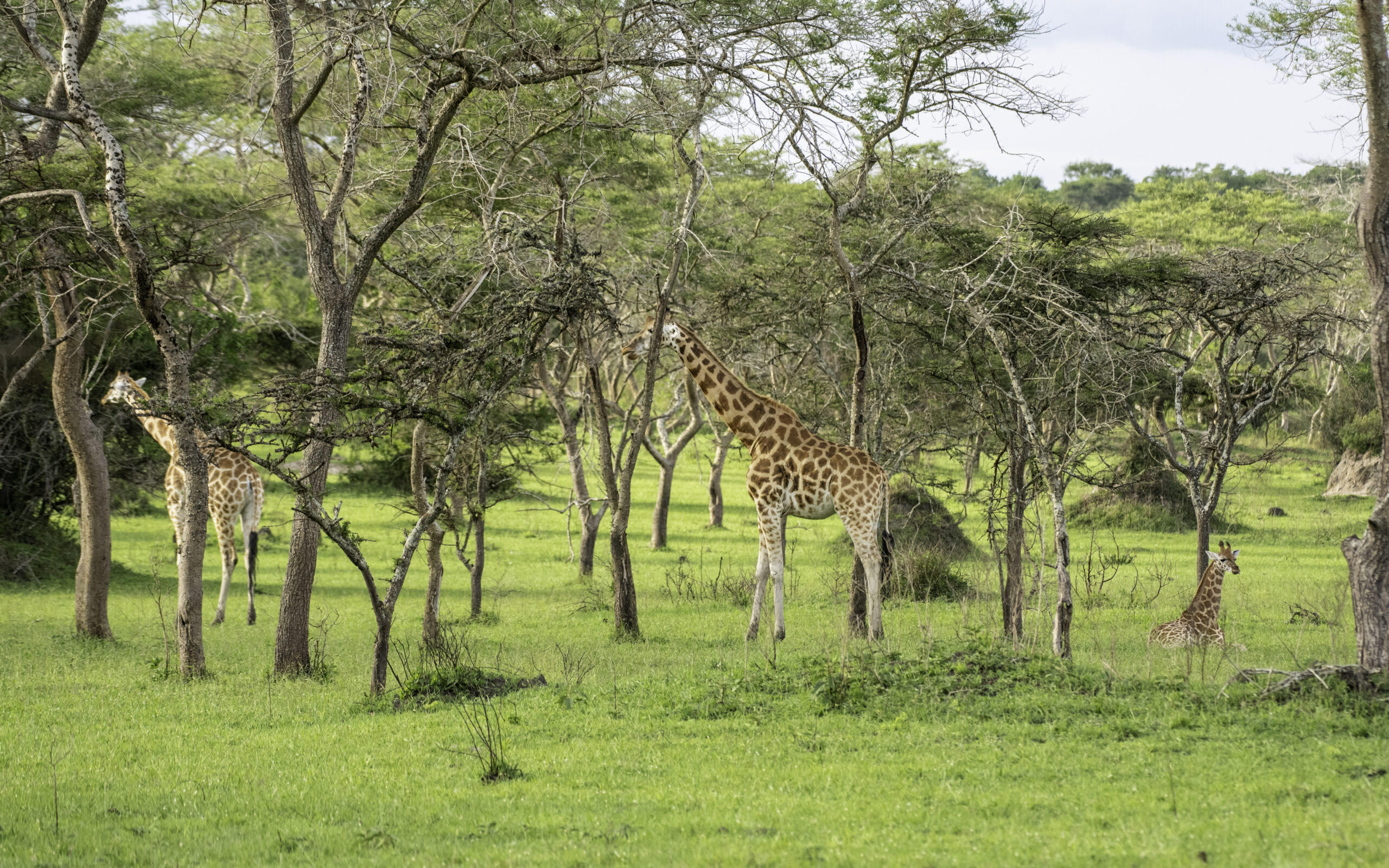 The Acacia Tree’s Deadly Defense Will Shock You: