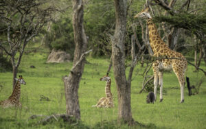 What Is a Group of Giraffes Called? The Fascinating Meaning