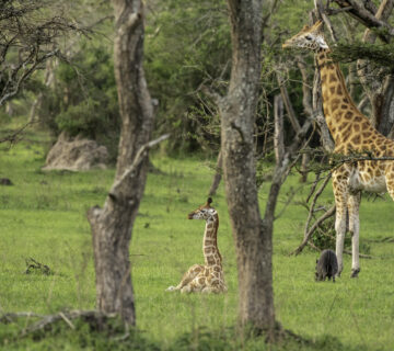 Lake Mburo Horseback Safari Booking: The Conclusive Guide