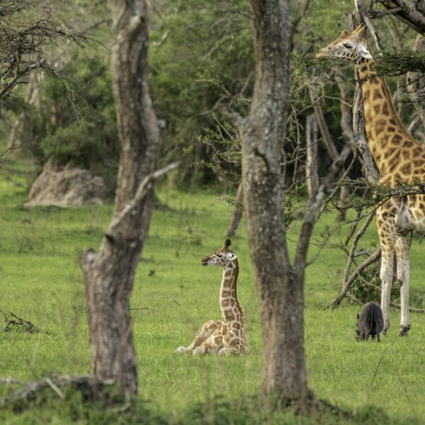 Lake Mburo Horseback Safari Booking: The Conclusive Guide