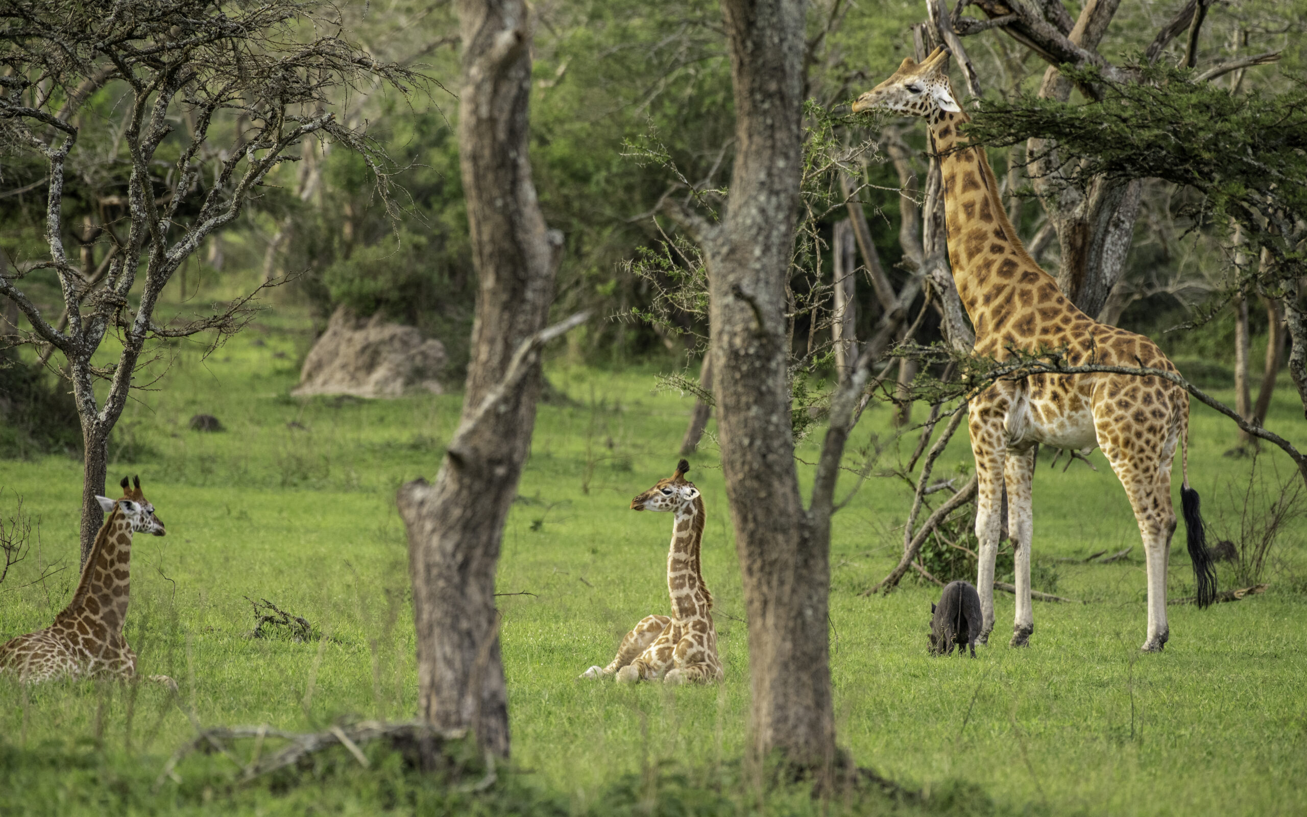 Lake Mburo Horseback Safari Booking: The Conclusive Guide Lake Mburo Horseback Safari Booking: The Conclusive Guide