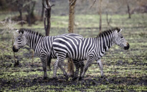 2 Day Lake Mburo Safari: The Perfect Short Uganda 2 Day Lake Mburo Safari: The Perfect Short Uganda