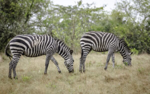 Do Zebras Eat Other Animals? The Truth Will Surprise You