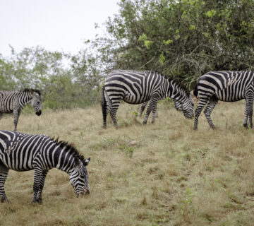 Lake Mburo Safari Cost: Complete 2026 Guide to Budget