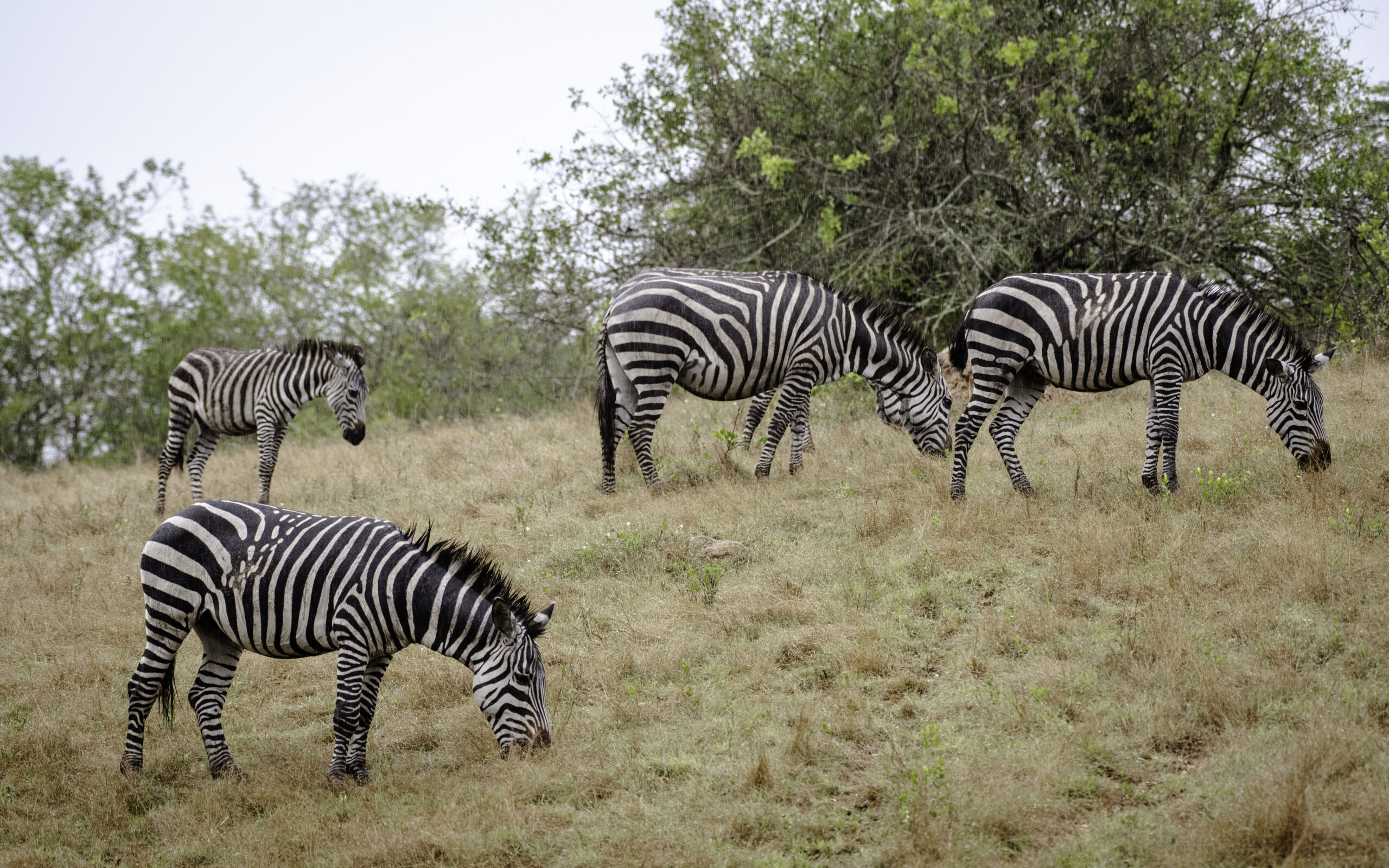 Lake Mburo Safari Cost: Complete 2026 Guide to Budget