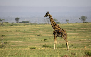 Top 10 Savannah Animals in African Grasslands