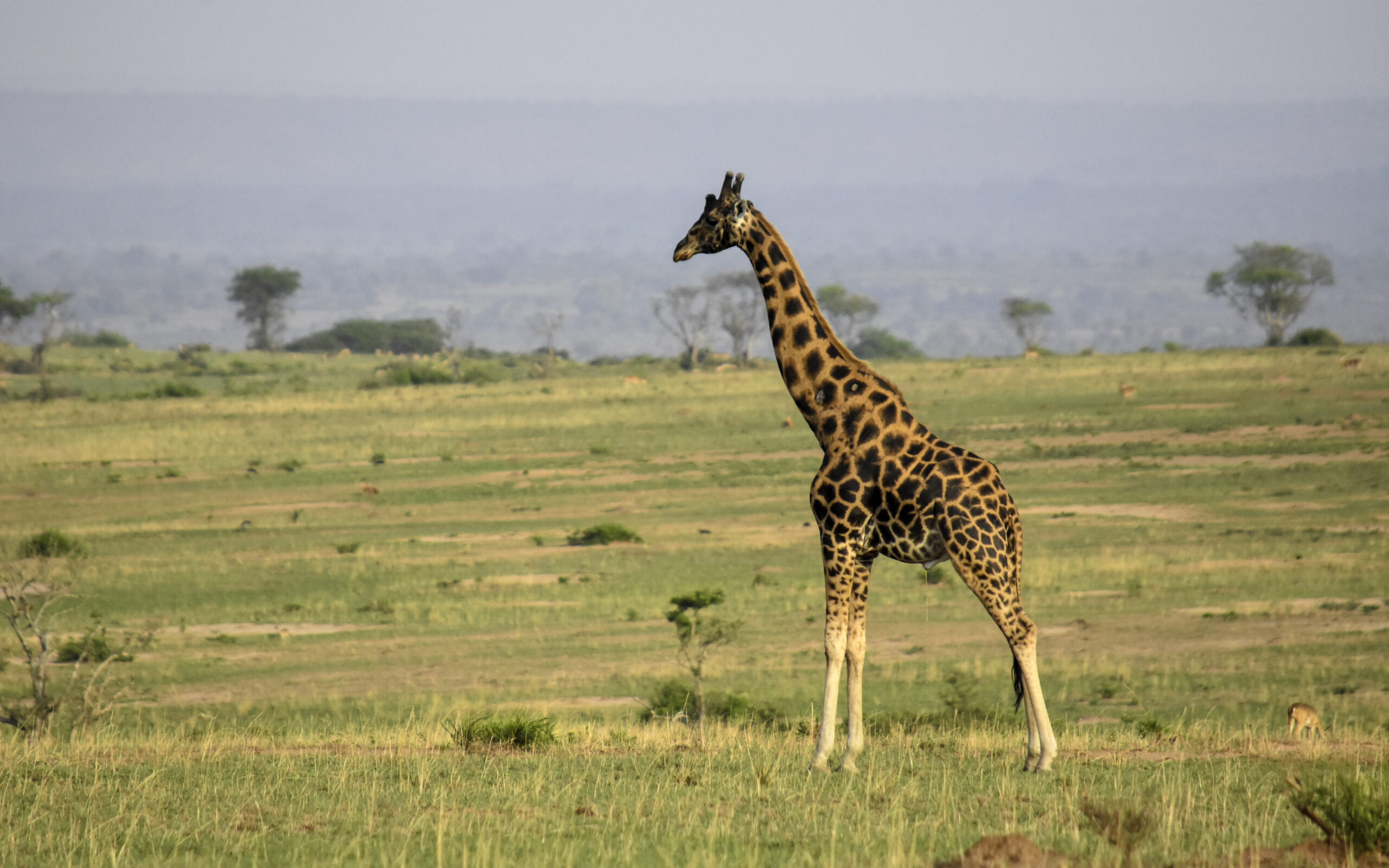 Biggest Animals in the World: Top Giants by Size and Weight Top 20 Fattest Animals in the World: Photos, Facts
