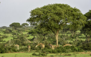 7 Surprising Facts About How Giraffes Sleep 7 Surprising Facts About How Giraffes Sleep