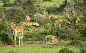 What Is a Group of Giraffes Called? The Fascinating Meaning