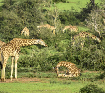 100 Incredible Animal Group Names Everyone Should Know
