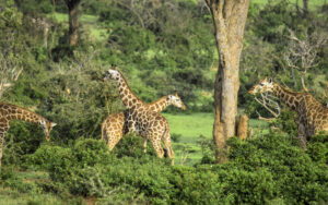 How Long Is a Giraffe Neck? Facts, Measurements & Myths