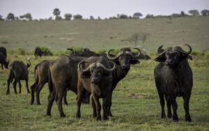 Muhesi Game Reserve Travel Guide: Everything You Need Muhesi Game Reserve Travel Guide: Everything You Need
