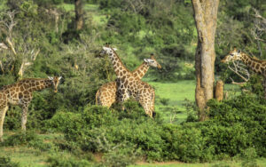 What Is a Group of Giraffes Called? The Fascinating Meaning