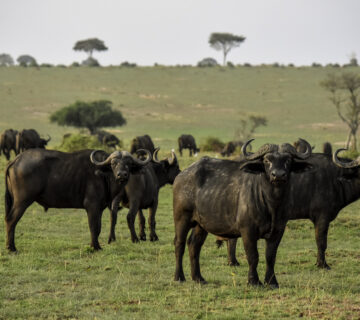 All Inclusive Big Five Safari Packages: The Ultimate 2026