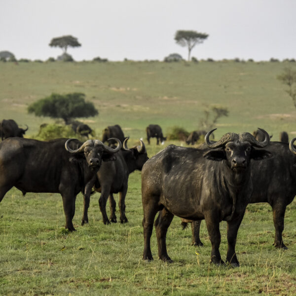 All Inclusive Big Five Safari Packages: The Ultimate 2026