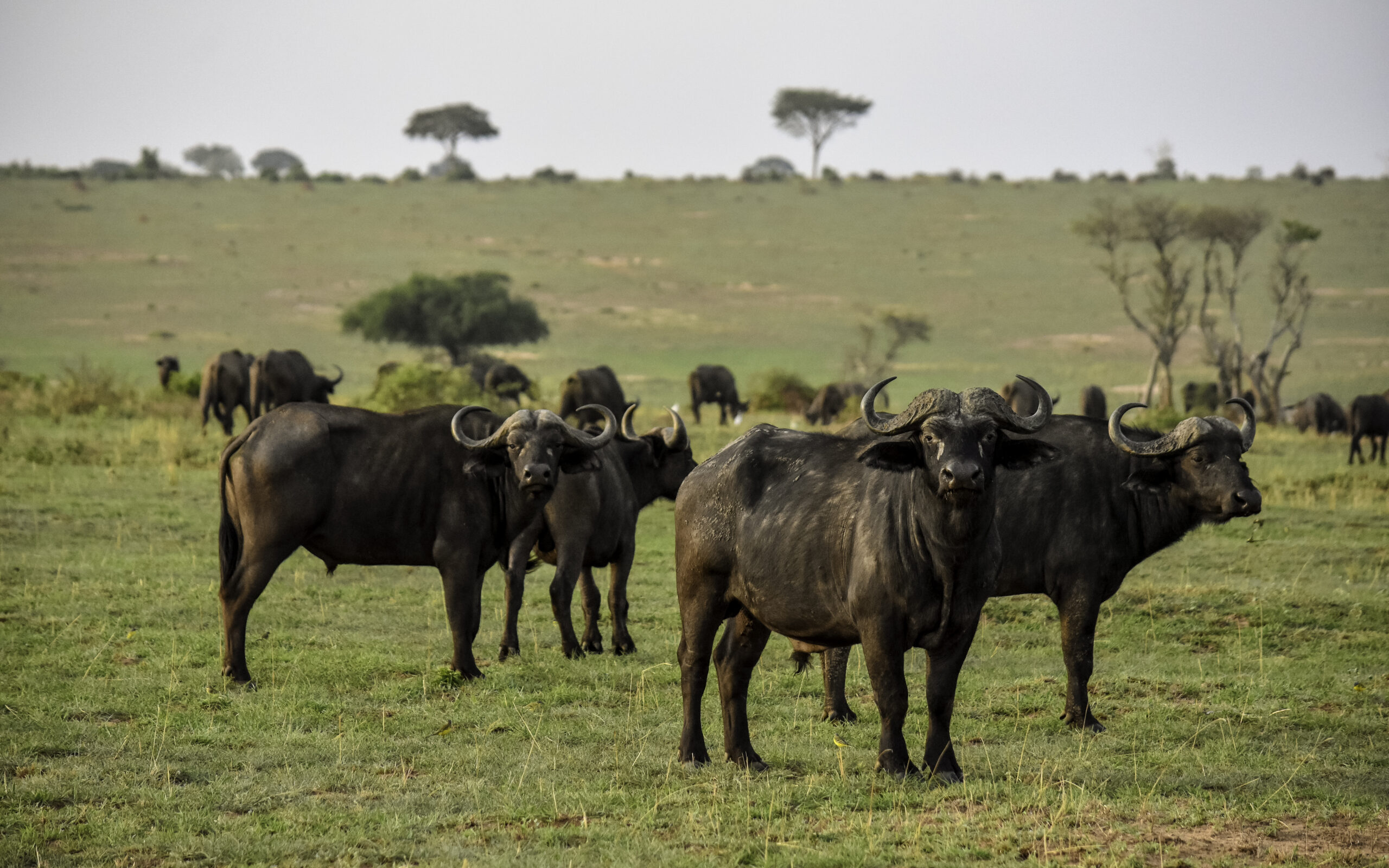 All-Inclusive Big Five Safari Packages: The Ultimate 2026 All Inclusive Big Five Safari Packages: The Ultimate 2026