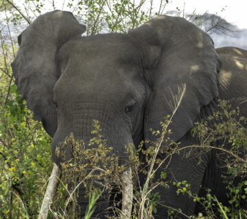Queen Elizabeth National Park Entry Fees: Complete 2026 Guide