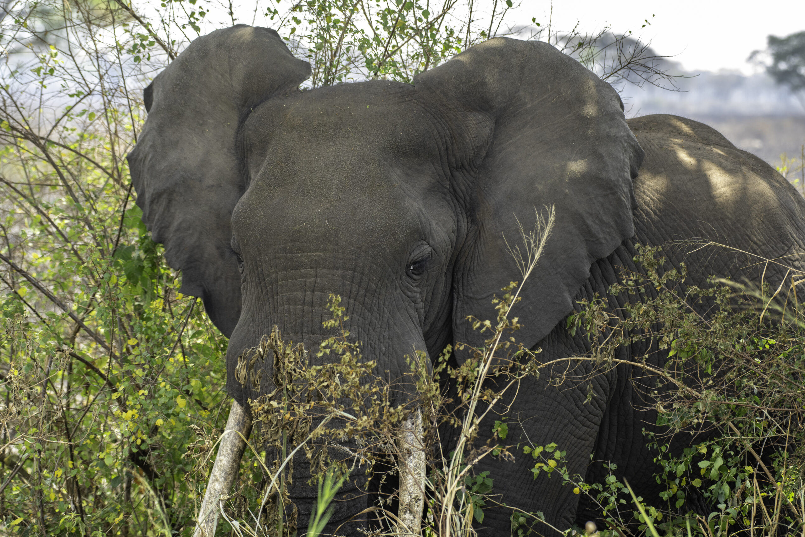 Jungle Animal List: Names Queen Elizabeth National Park Entry Fees: Complete 2026 Guide