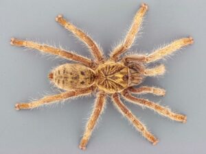 10 Stunning African Creepy Crawlers You Need to Know About
