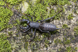 10 Stunning African Creepy Crawlers You Need to Know About