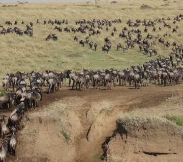 Masai Mara Honeymoon Safari: The Top Rated Romantic