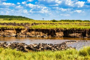 Great Migration Safari Package: The Ultimate Guide Great Migration Safari Package: The Ultimate Guide