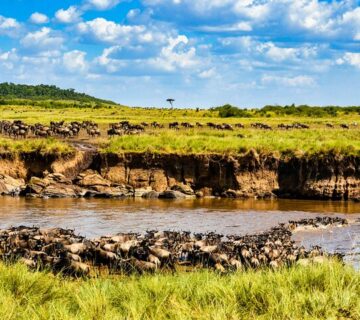 Great Migration Safari Package: The Ultimate Guide