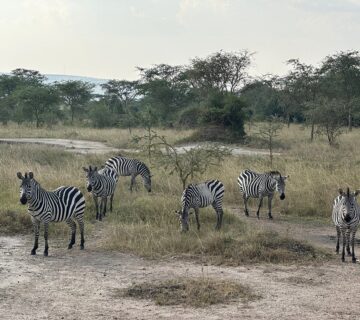 Lake Mburo Safari Package Price: Complete 2026 Cost Guide