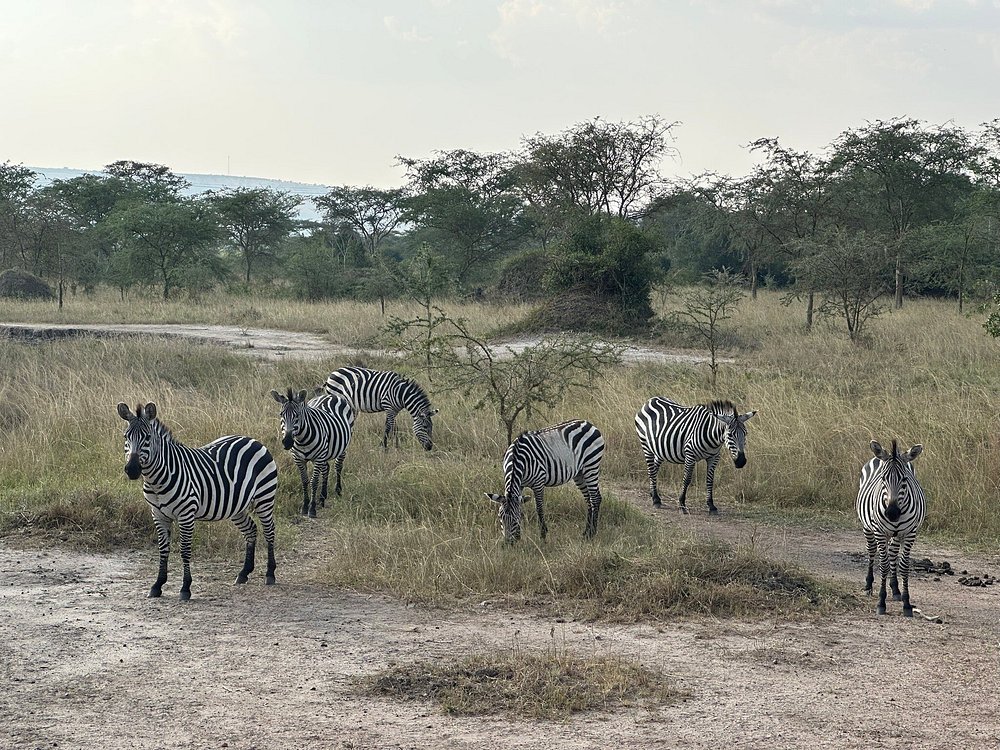 Lake Mburo Safari Package Price: Complete 2026 Cost Guide Lake Mburo Safari Package Price: Complete 2026 Cost Guide