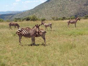 Best Lion and Safari Park Johannesburg 2026 Visitor Guide Best Lion and Safari Park Johannesburg 2026 Visitor Guide
