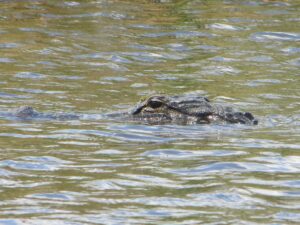 Crocodile vs Alligator: 7 Differences That Will Change Crocodile vs Alligator: 7 Differences That Will Change