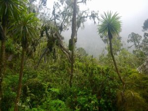 7 Mind-Blowing Facts About Mount Stanley – Africa 7 Mind-Blowing Facts About Mount Stanley – Africa