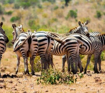 Top 10 Places to Spot Zebras in Kenya on a great Safari