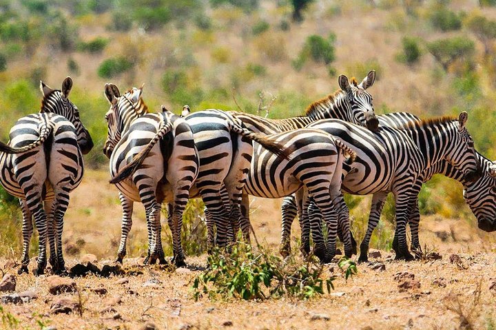 Top 10 Places to Spot Zebras in Kenya on a great Safari Top 10 Places to Spot Zebras in Kenya on a great Safari